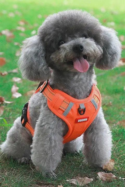 犬用反射材付きハーネスリード【通気性・夏用・胸部装着タイプ】