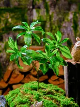 リアルなグリーン造花植物【インテリア装飾・プラスチック製・観葉植物用】