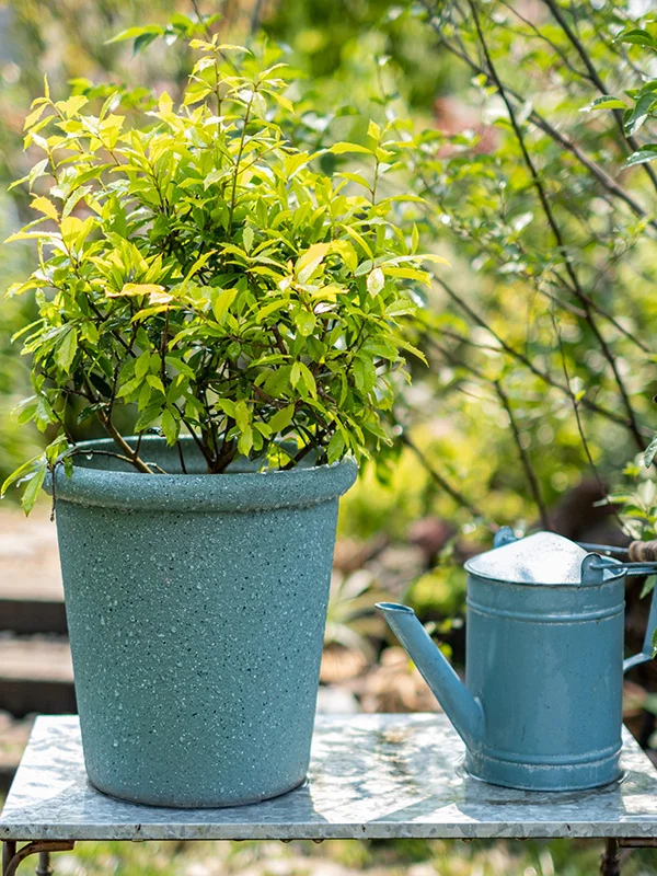 庭のガーデニングに必要なプランターは、多肉植物にぴったり？グリーン樹脂のマットクリエイティブが解決する3つの悩み
