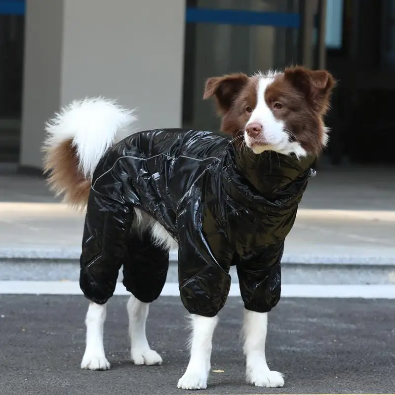犬の散歩に着せるべきジャケットは？秋冬の寒さを乗り越える、実際の使 い心地を語る