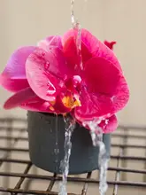 リアルな質感の小型 蝶蘭造花【デスクトップ・インテリア装飾用】