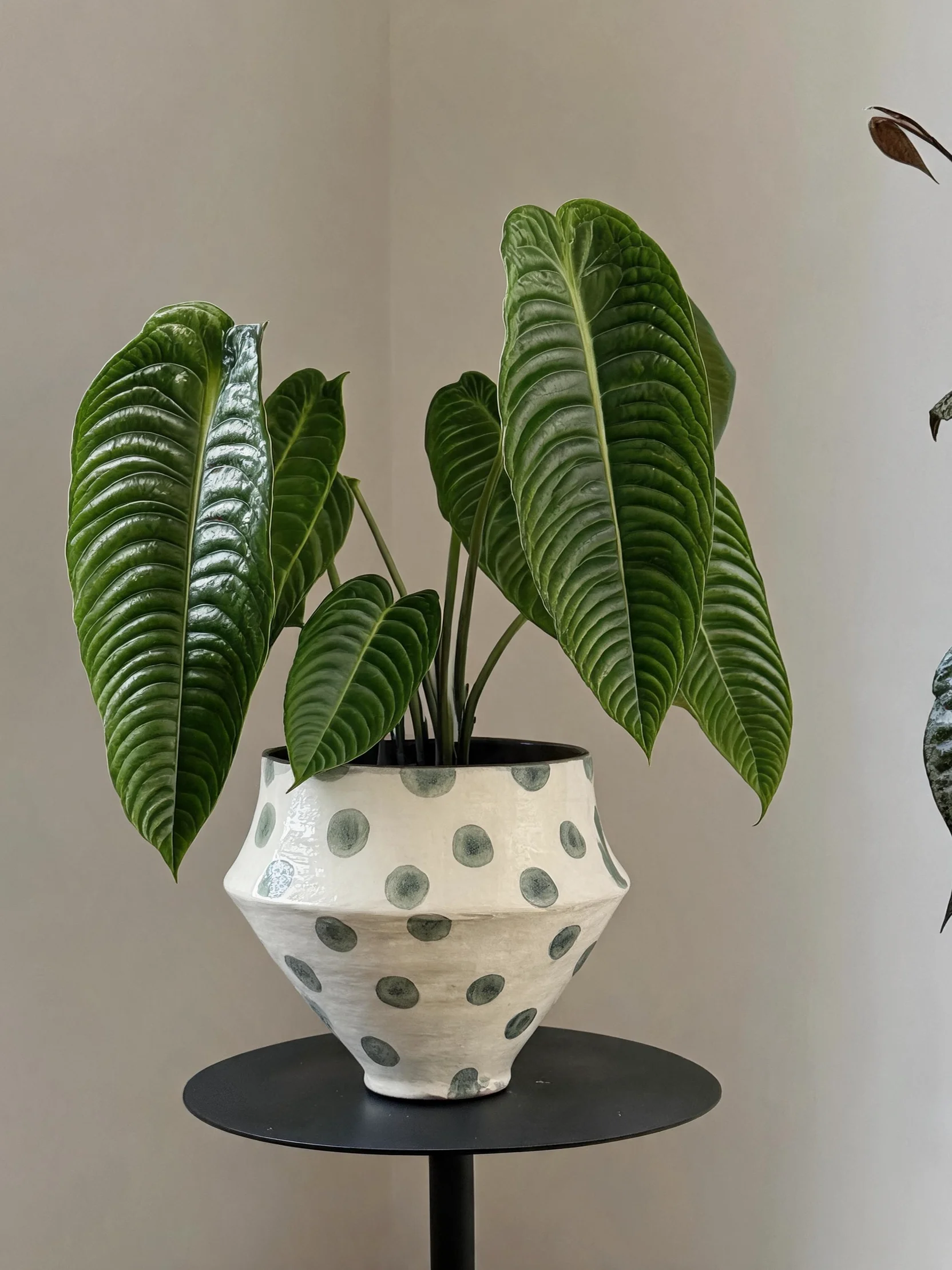 景德镇製陶器 蝶蘭の花鉢：ワンルームで活用できる中式復古デザインの観葉植物用花器