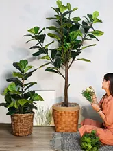 インテリアにも最適な大きな観葉植物【フィ・北欧風・室内装飾用】