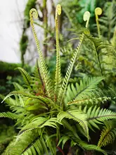 リアルなシダ 盆栽 緑の植物 熱帯雨林のシーン 植物 コーナー装飾
