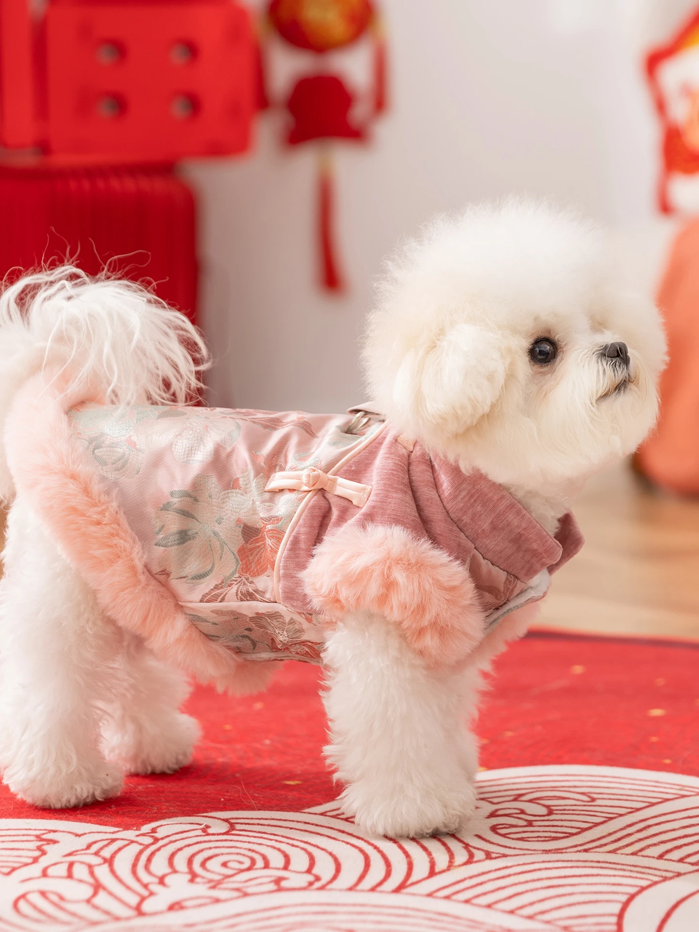 犬用冬季新年衣装 ：チワワにぴったりの中国風マジックコートの選び方