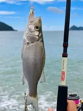 炭素製ルアーロッド【海釣り・イカ釣り・遠投対応】