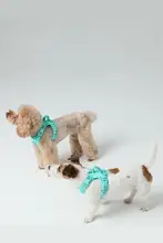 犬用ハーネス【メッシュ式・コーギー・柴犬対応・薄荷緑】