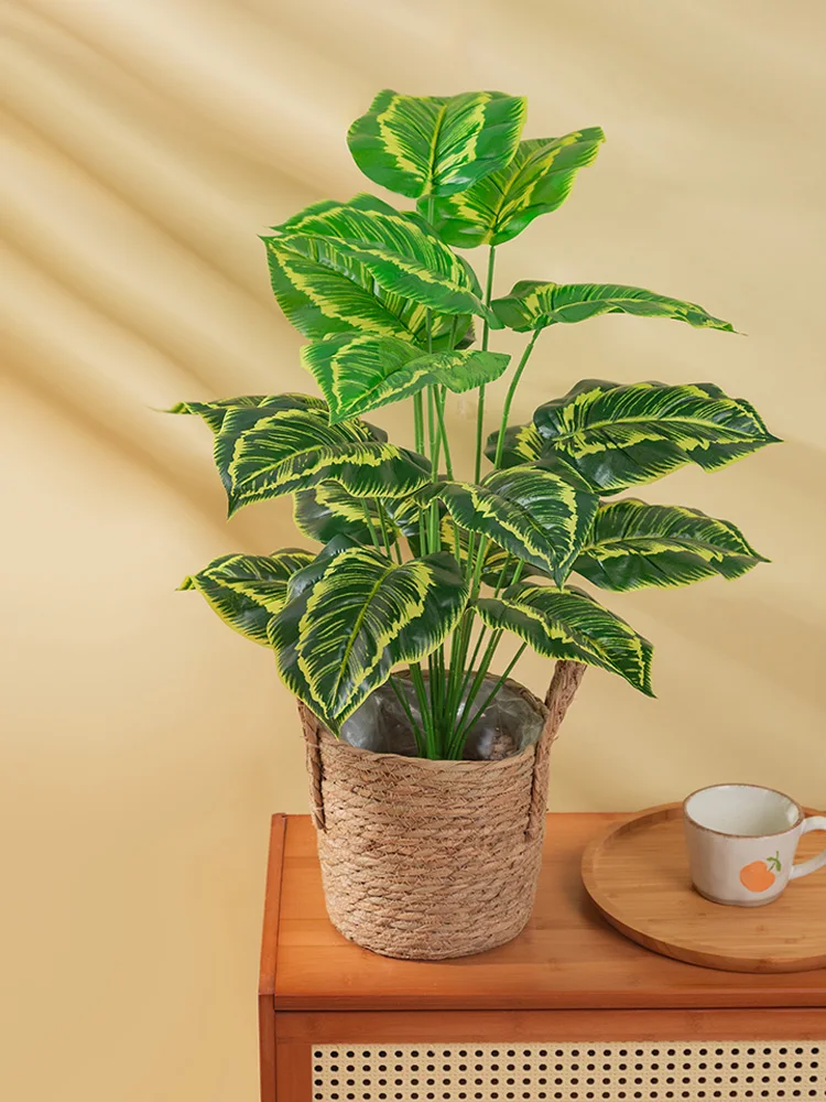 一人暮らし新生活をだけで揃えたら総額いくら？心を癒す観葉植物の選び方完全ガイド