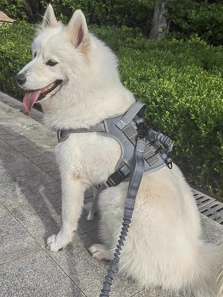 犬のお散歩グッズをコスパ良く揃える方法　タクティカルハーネスの安全設計が解決する本当の課題