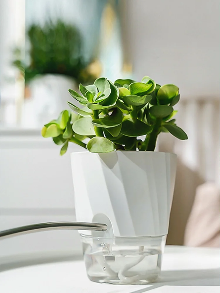 自動吸水仕様の透明プランターで観葉植物を簡単にお手軽に育てる方法
