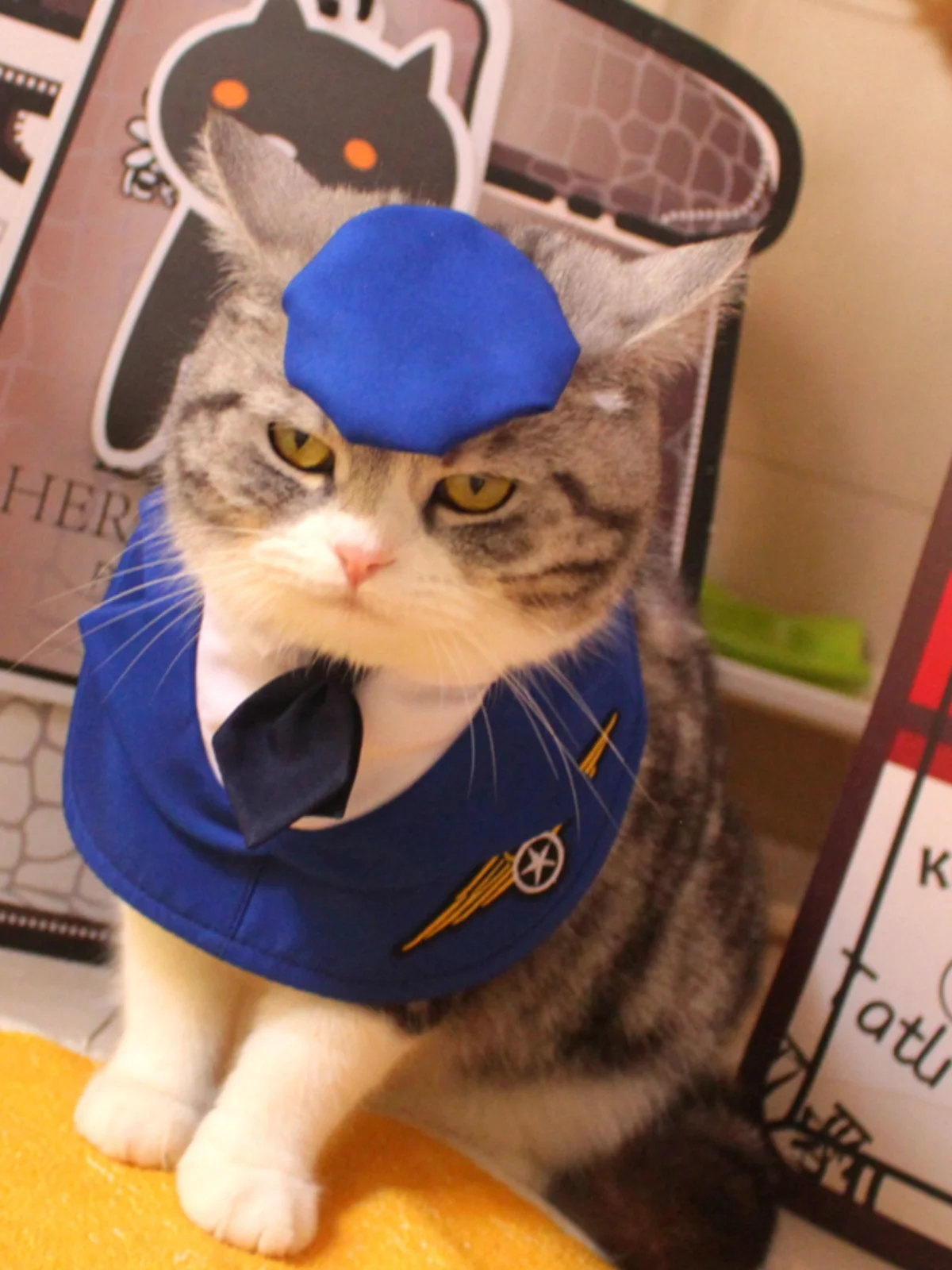 猫カフェに着る服は、本当に「カジュアル」でいいの？