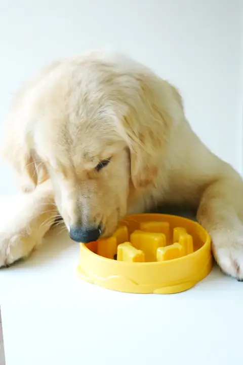 Mango ペット用スローフードボウル【防翻転・大型犬用・ゆっくり食べる設計】