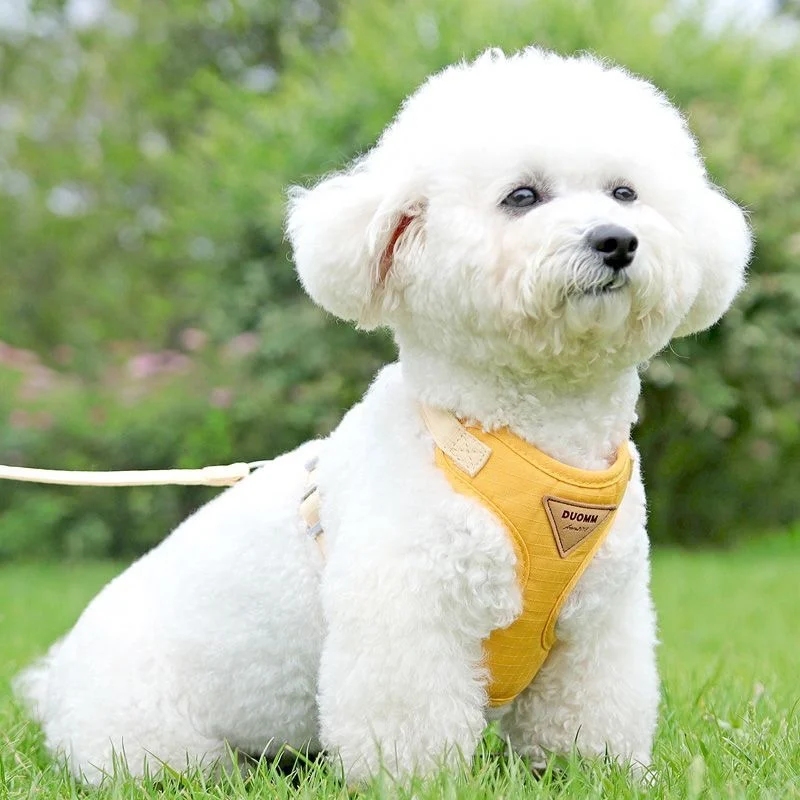 犬のお散歩グッズをコスパ良く揃える方法｜胸囲で選ぶ3つのポイントと実測ガイド
