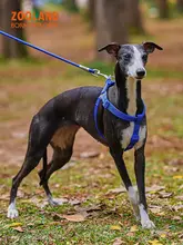 犬用ハーネス【引き締めない設計・小型から大型犬対応】