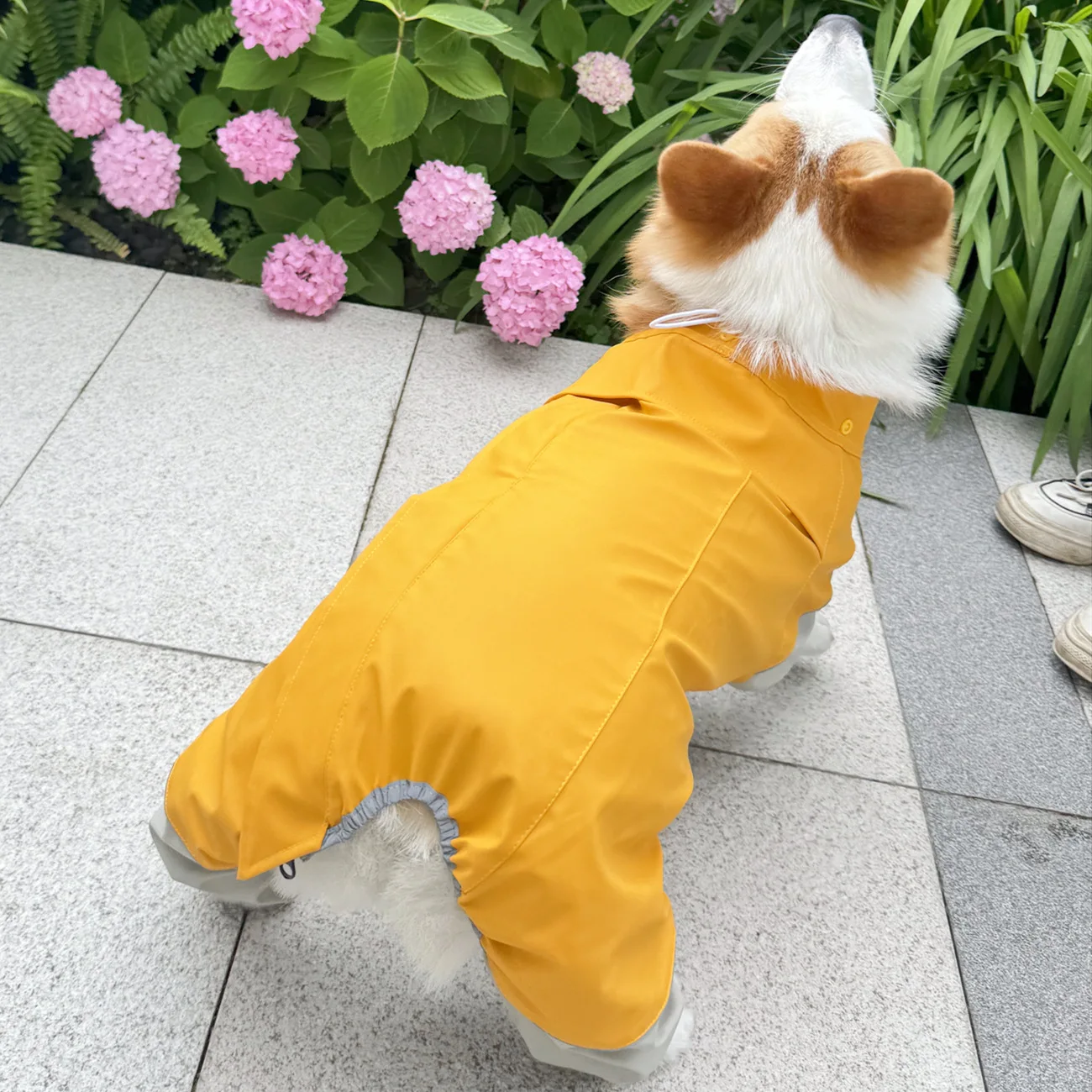 犬のお散歩グッズをコスパ良く揃える方法｜全身カバーで複数シーン対応の実践ガイド