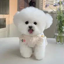 春夏用ペット服【リボン付き・トゥリカバー・軽量・犬猫用】