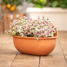 壁掛け吊り鉢【創造的な陶器風・厚手プラスチック製・観葉植物用】