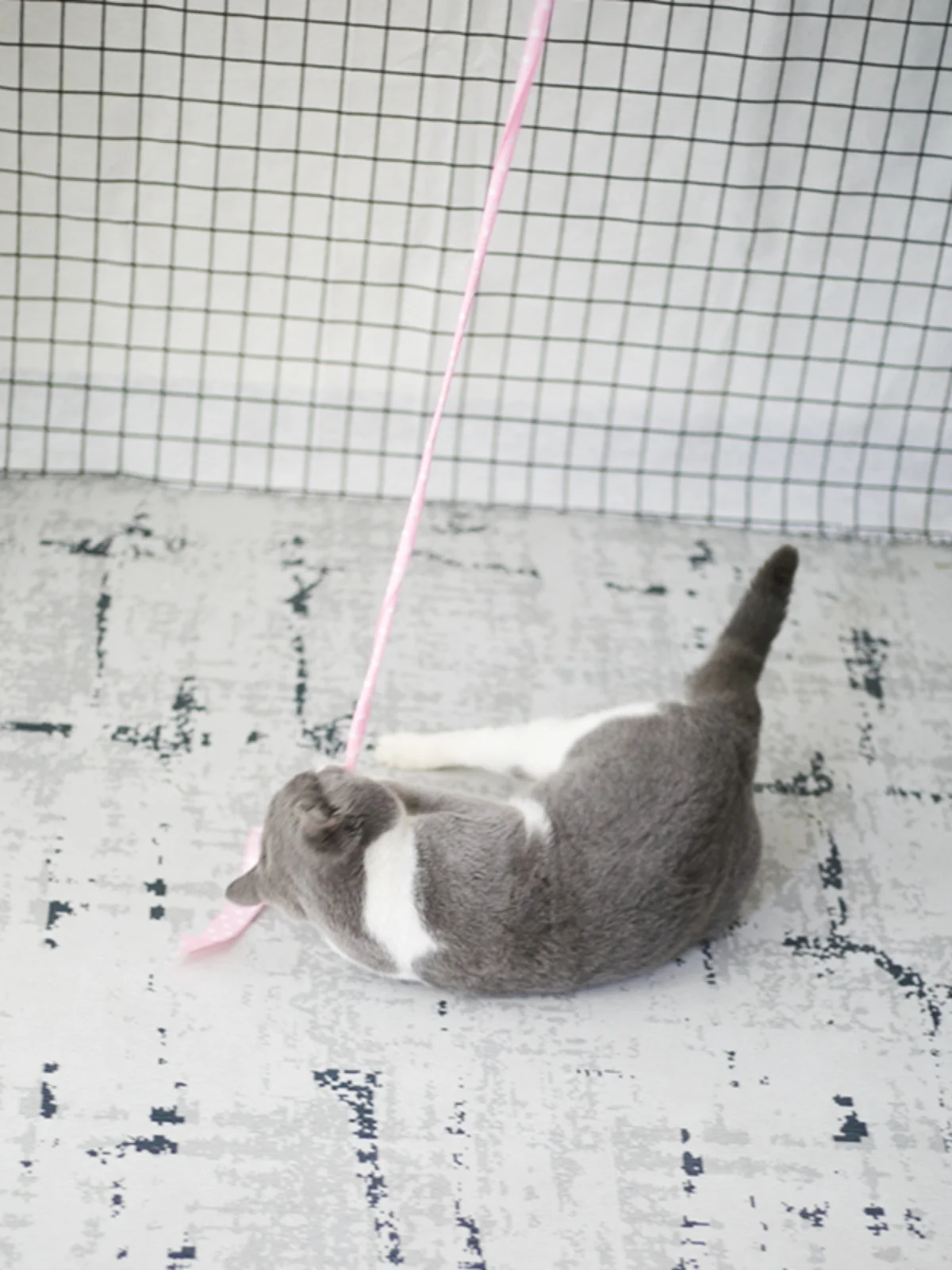 お迎え棒を選ぶべきタイミングは？実は猫じゃらしの力が意外に強い！