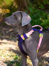 ペット ハーネス 中型 大型犬 用 防爆 引張可能 ベスト タイプ 散歩用リード