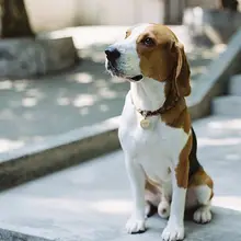 手作り編み込みペット用首輪【犬猫兼用・名入れ可能・防紛失デザイン】