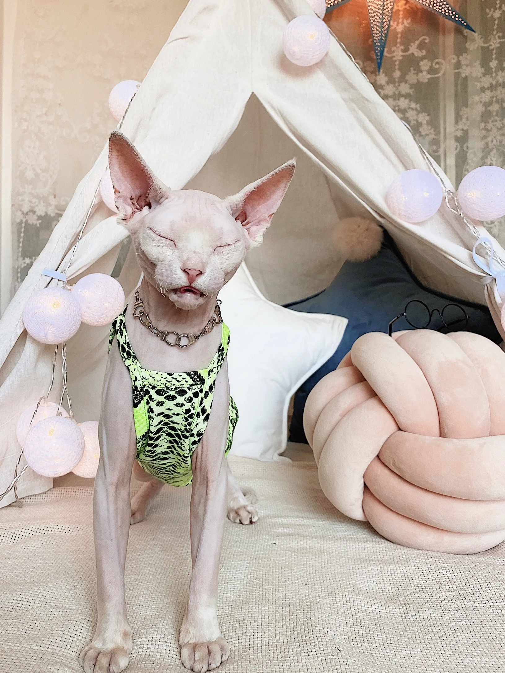無毛猫の服を選ぶなら、ヨーロッパとアメリカのデザインが一番？
