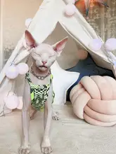 無毛猫の服 スフィンクス デボン ヨーロッパとアメリカ