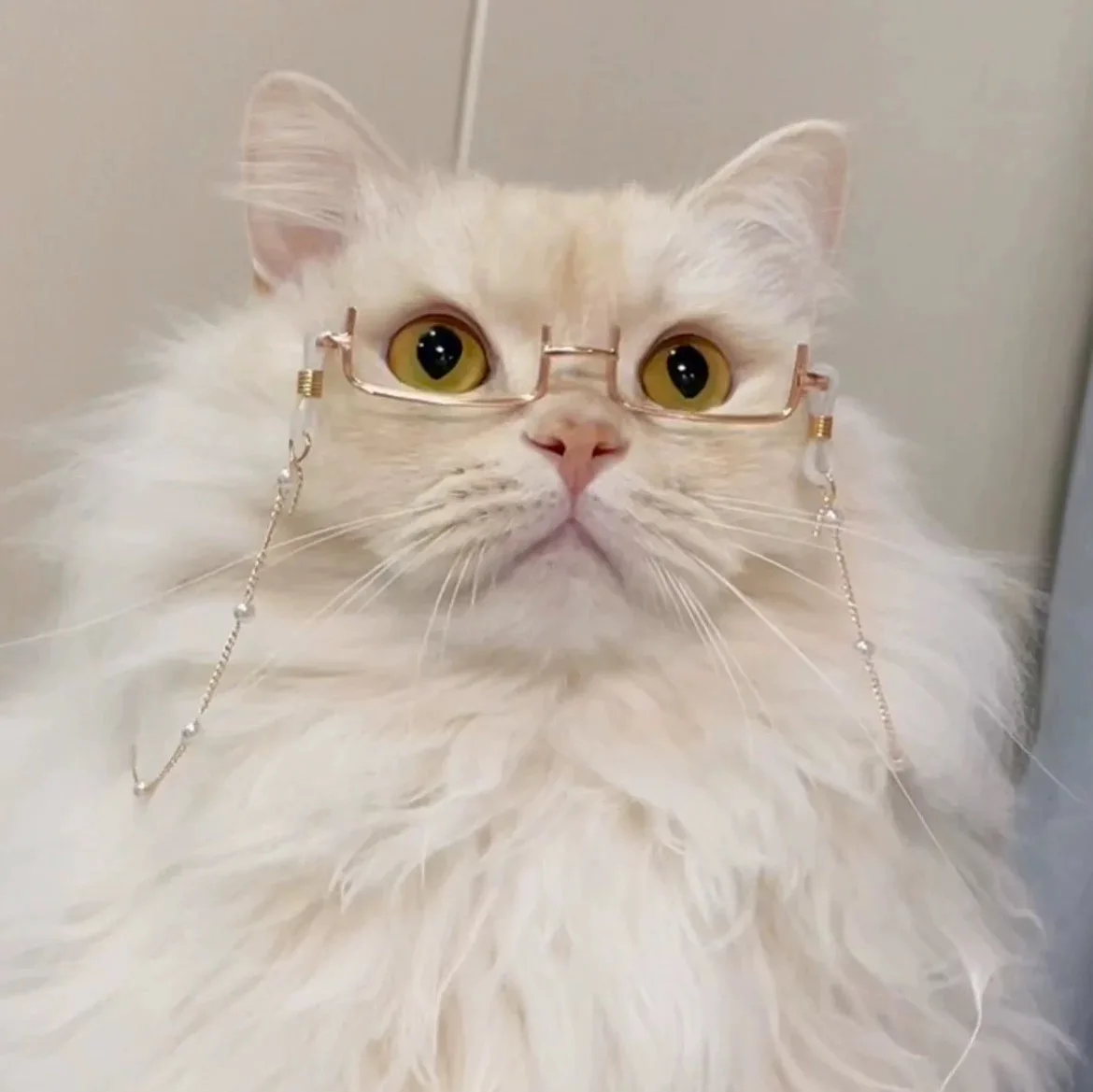 犬用サングラスの選び方：可愛い猫犬用メガネ【パールチェーン・半フレーム・フォトジェニックデザイン】の実際の使い方と評価