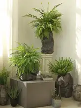 フェイクシダ植物の観葉植物【小型・庭やバルコニー用・ナチュラルデザイン・インテリア装飾】
