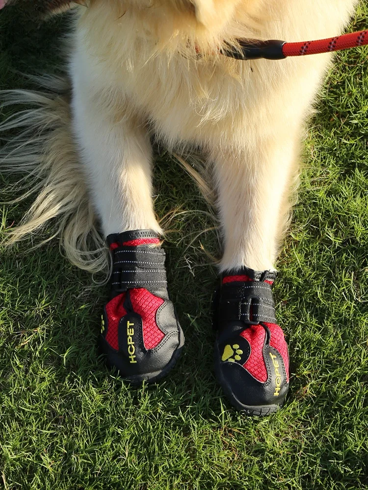 犬のお散歩グッズをコスパ良く揃える方法　完全ガイド