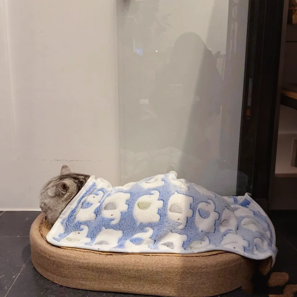 猫デザインのふわふわブランケット【冬用・保温・ペット用】