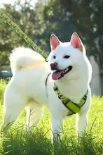 X型ハーネス付き犬用リード【小中大型犬用・外出時の脱走防止】