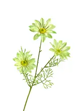 造花 3本セット 夏菊【ウェディング装飾・ペルシャ菊・フラワーアレンジメント用】