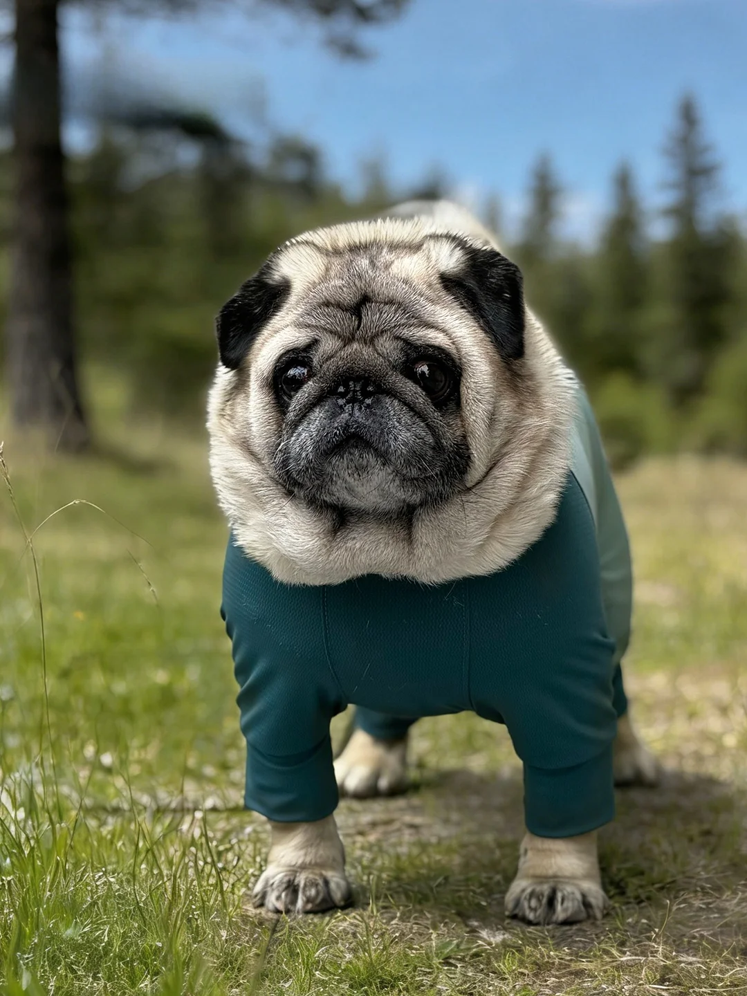 犬の夏用服：PEBOT冷感デザインウェアの通気性と抗菌性能を徹底解説
