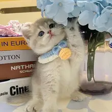 可愛いデザインの手編みペット用スカーフ【無音ベルボール付き・猫・小型犬・うさぎ用】（セットア  ップ対応）
