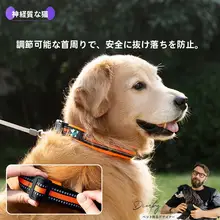 中大型犬用のペット用首輪【ゴールド＆柴犬・犬用アクセサリー】