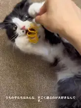 猫用おもちゃ カラフルプラスチック製スプリングキャットボール【耐噛み・子猫向け】