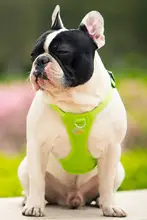 大きい犬用ハーネス型リード【防止脱走・散歩用】