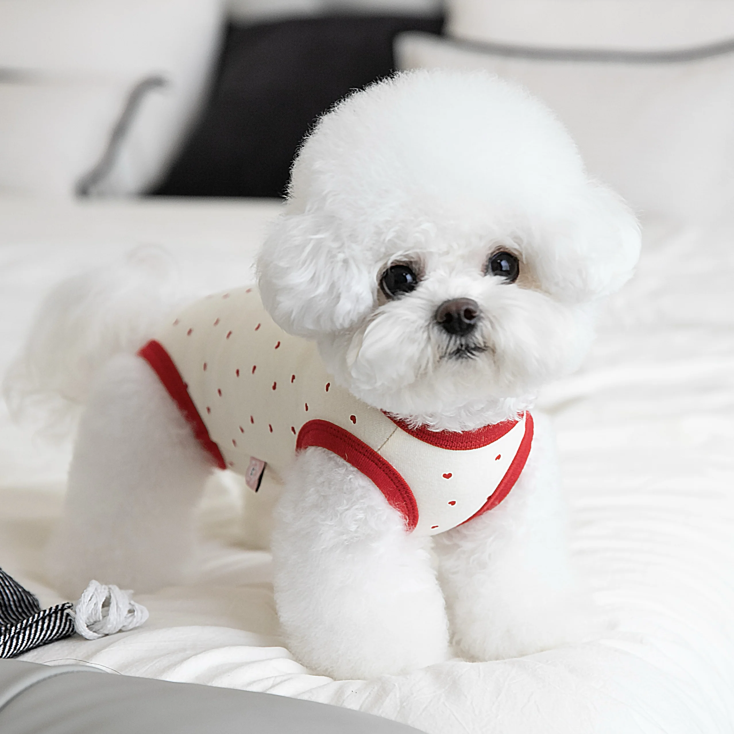 冬の散歩で犬が寒さに弱くなるのはなぜ？この四脚タイプ保温ウェアが救う