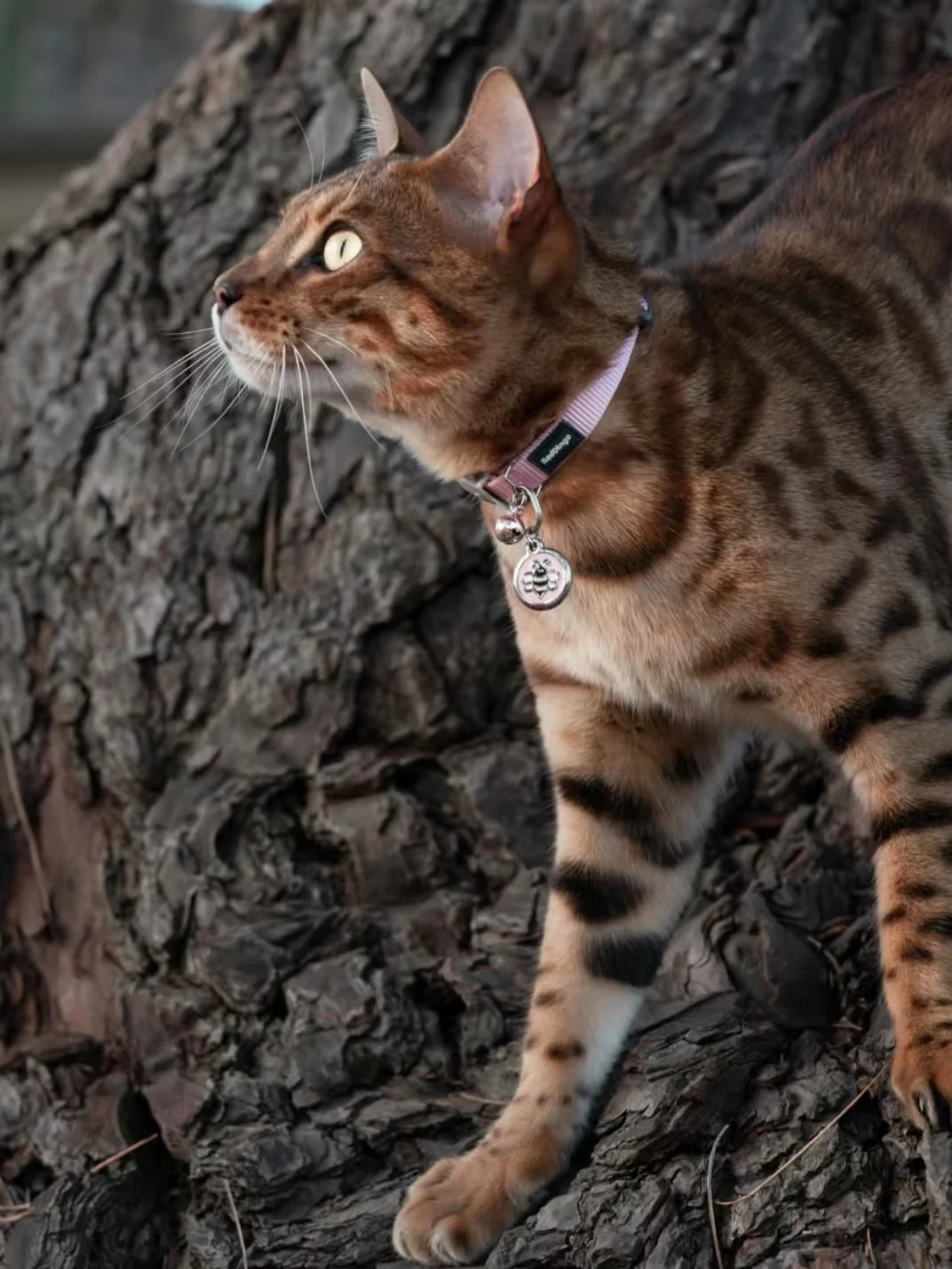 猫の首輪を選ぶときに迷うなら、この1つのポイントで失敗しない