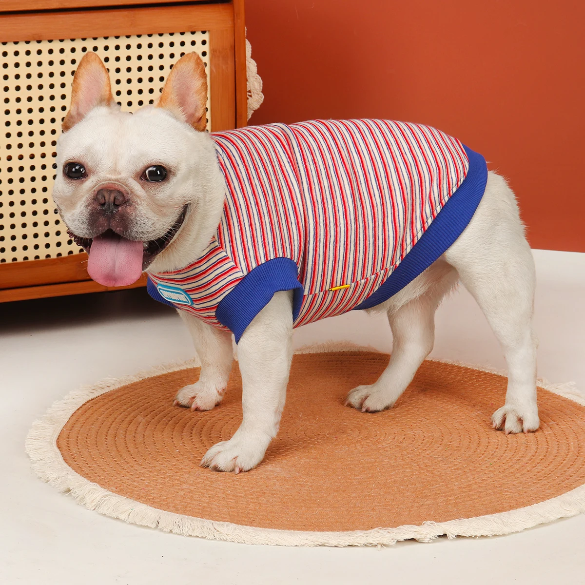 犬を飼う初心者にぴったりの春の着こなしは？半袖スウェットシャツの選び方