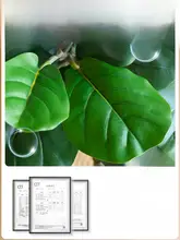 大型 カシワバゴムノキ フェイクグリーン 人工観葉植物 リビング用 装飾盆 鉢植え