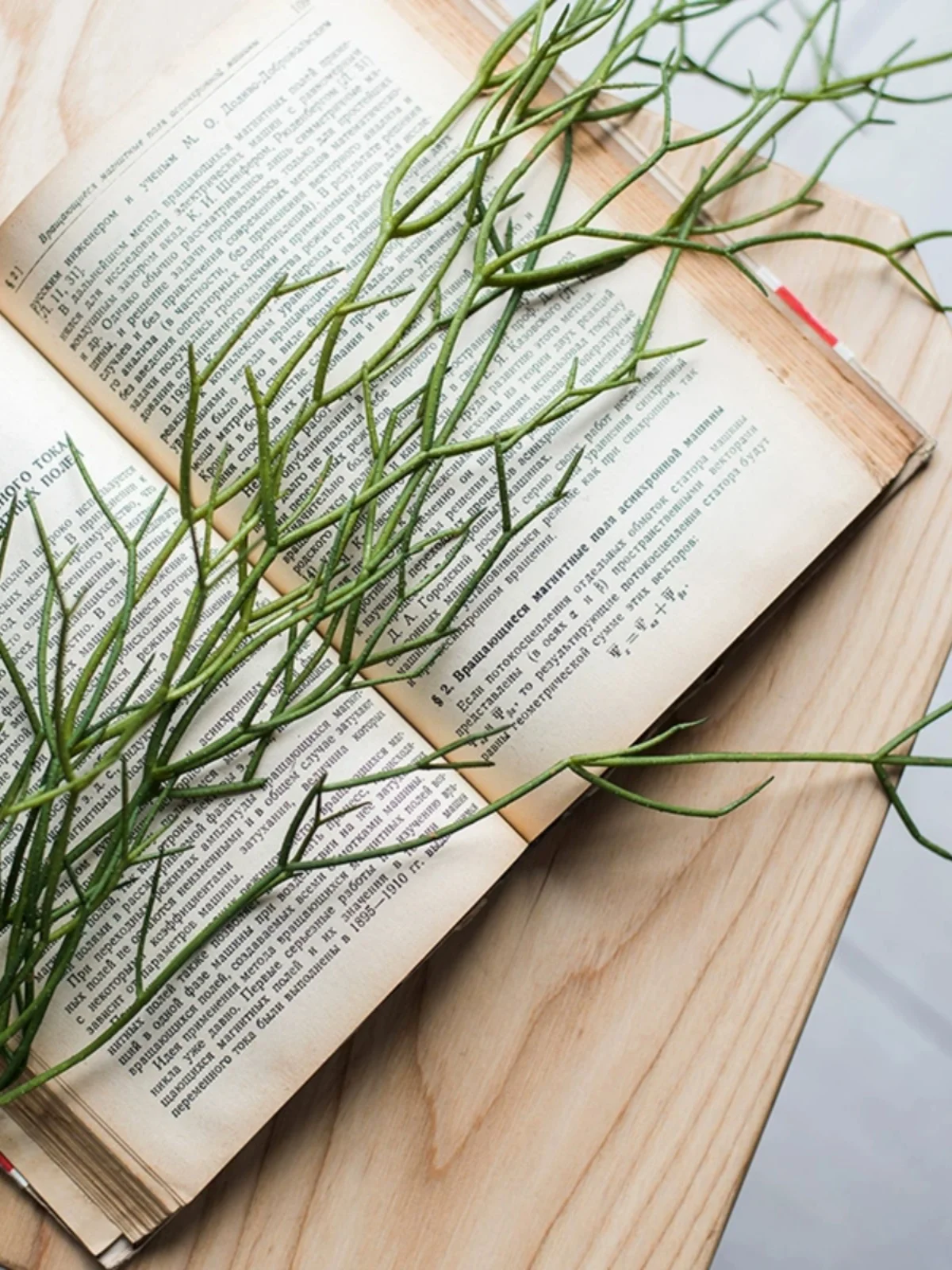 世話が苦手な人でも育てやすい観葉植物は、これだ！