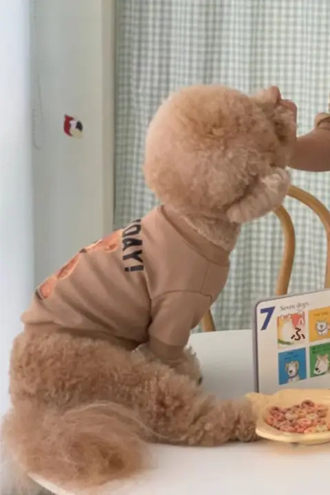 小型犬用 夏用ペットウェア【テディ・猫・コーギー・シュナウザー対応】