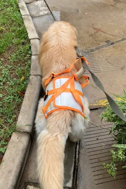 後脚補助付きペット用ハーネス【筋力低下・高齢犬や障害犬向け・歩行サポート】