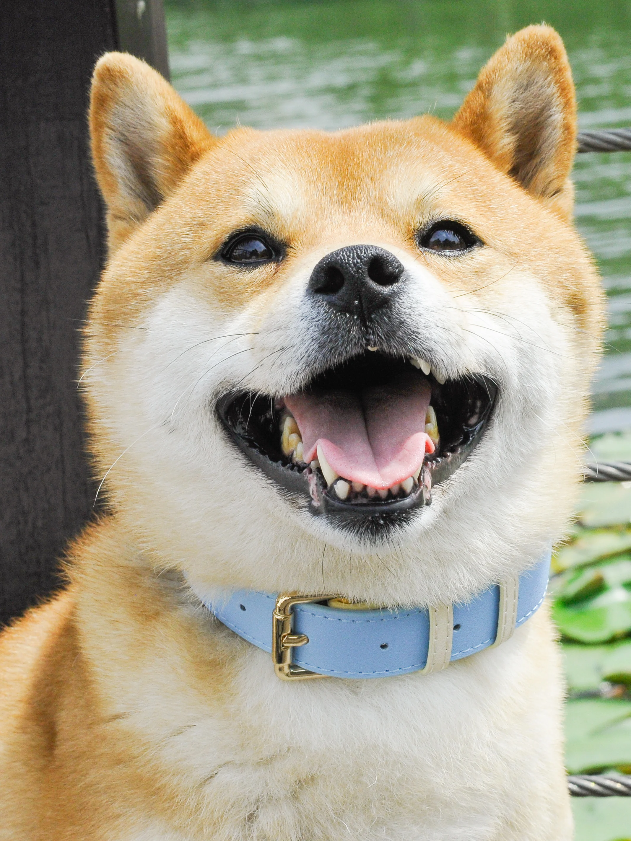 犬のお散歩グッズをコスパ良く揃える方法　本革リードセットの実測ガイド