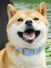犬用柴犬リード＆カラーセット【中型・小型犬用・本革製・コーギー対応】