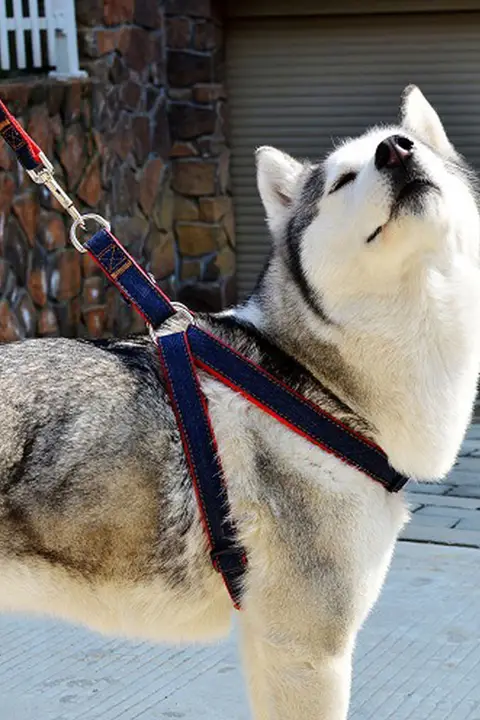 ペット ハーネス リード 犬用引きひも 小型犬 中型犬 大型犬 ゴールデンレトリバー用品