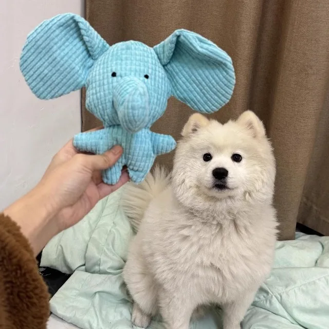 犬用おもちゃ【毛羽立ちあり・発音機能付き・ぬいぐるみ・青い象・耐噛み】：長く使えるおもちゃの実用性と耐久性を検証