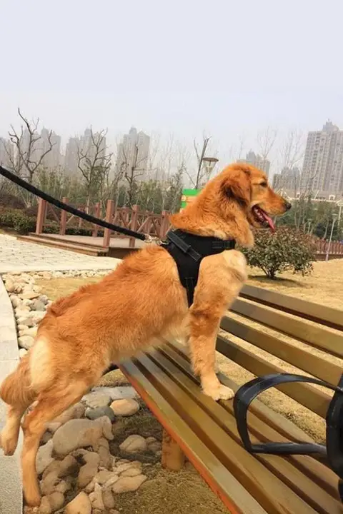 愛犬用ハーネス型リード【中大型犬用・ゴールデンレトリバーやサモエド向け】