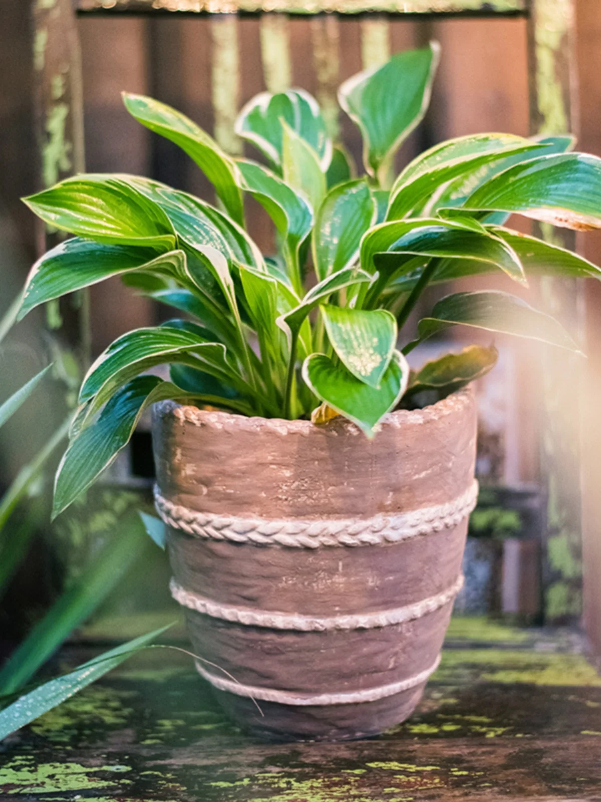 ベランダ プランターとしての粗陶花器：レトロ風の欧風デザインと実用性のバランス